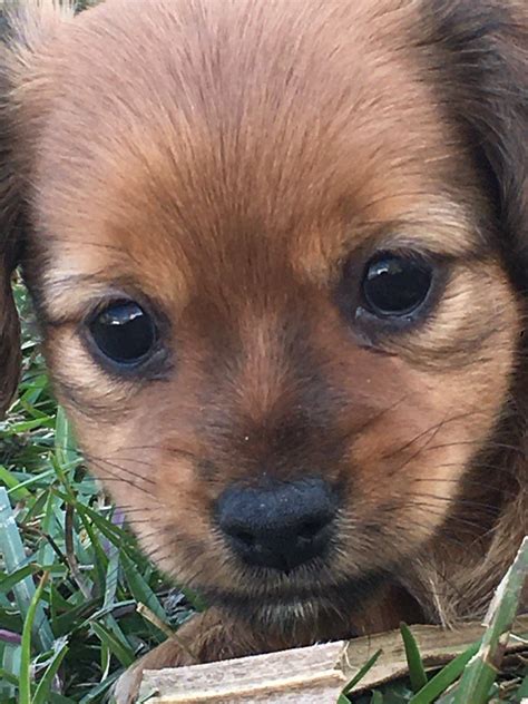 Prices may vary based on the breeder and individual puppy for sale in Pensacola, FL. . Puppies for sale pensacola
